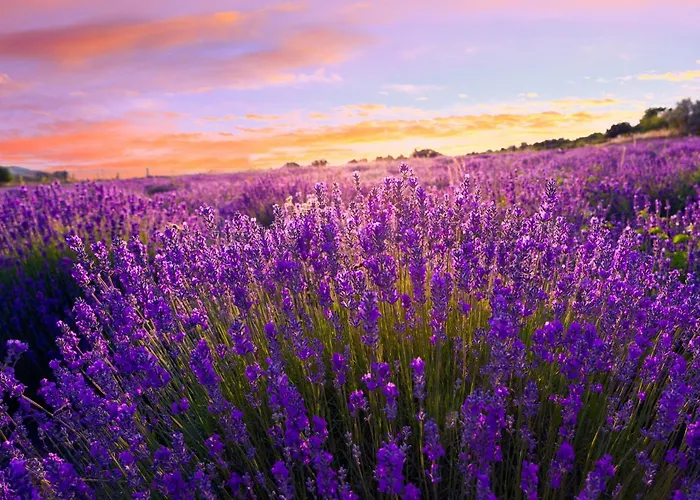 In - Balaton 53129 Lägenhet *